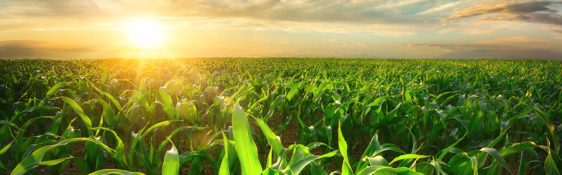 A field of crops with the sun setting in the background